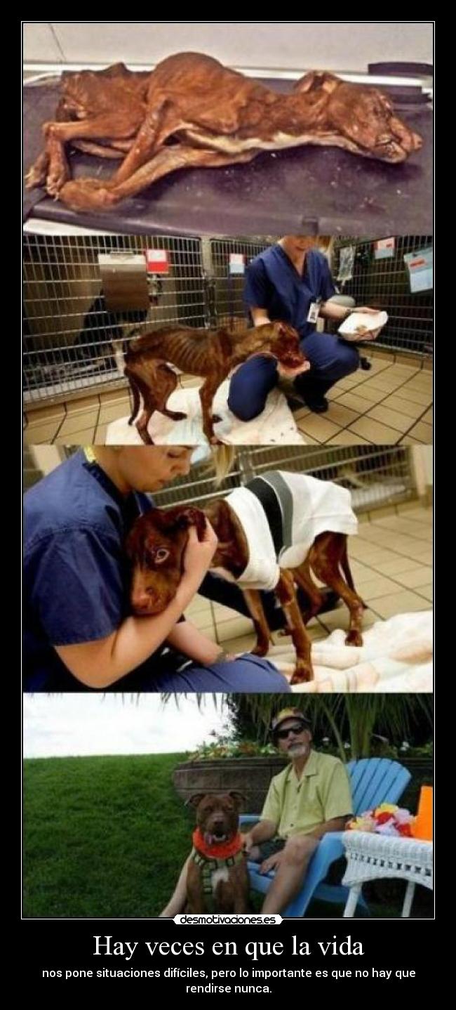 Hay veces en que la vida - nos pone situaciones difíciles, pero lo importante es que no hay que rendirse nunca.