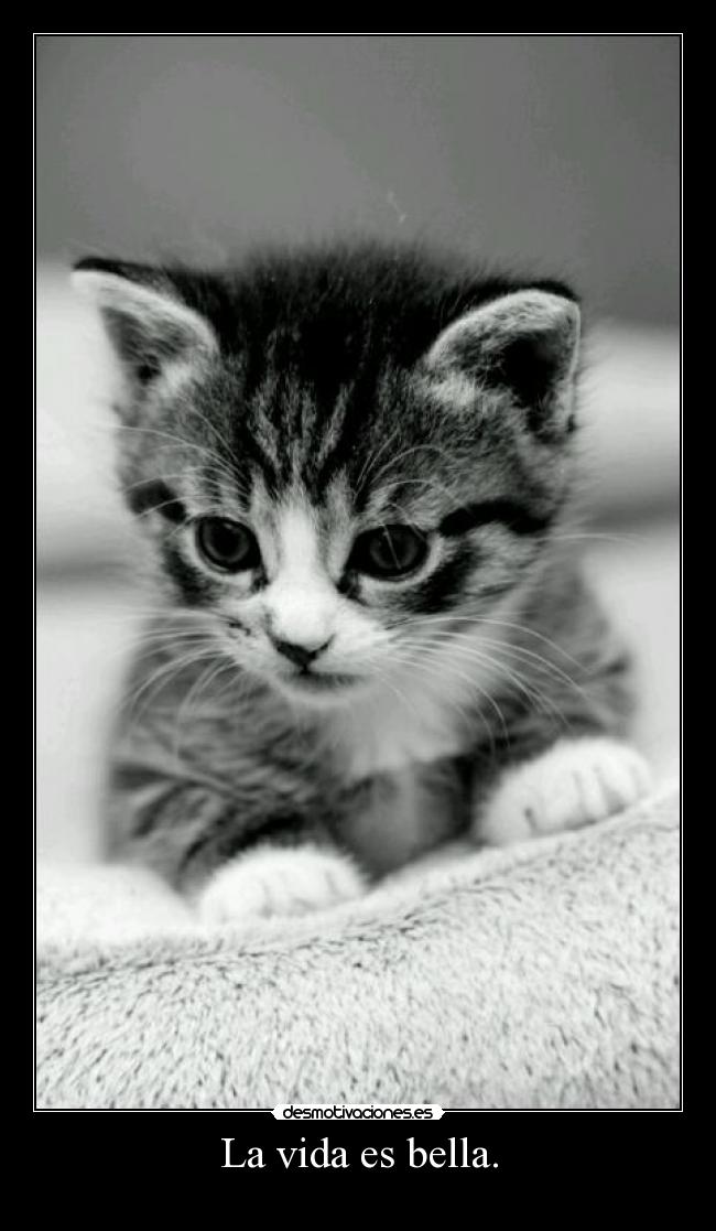 La vida es bella. -