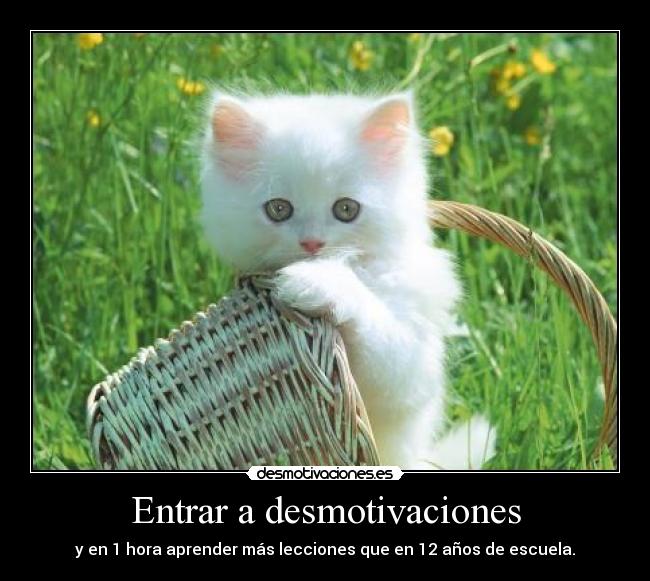 carteles desmotivaciones gatito desmotivaciones