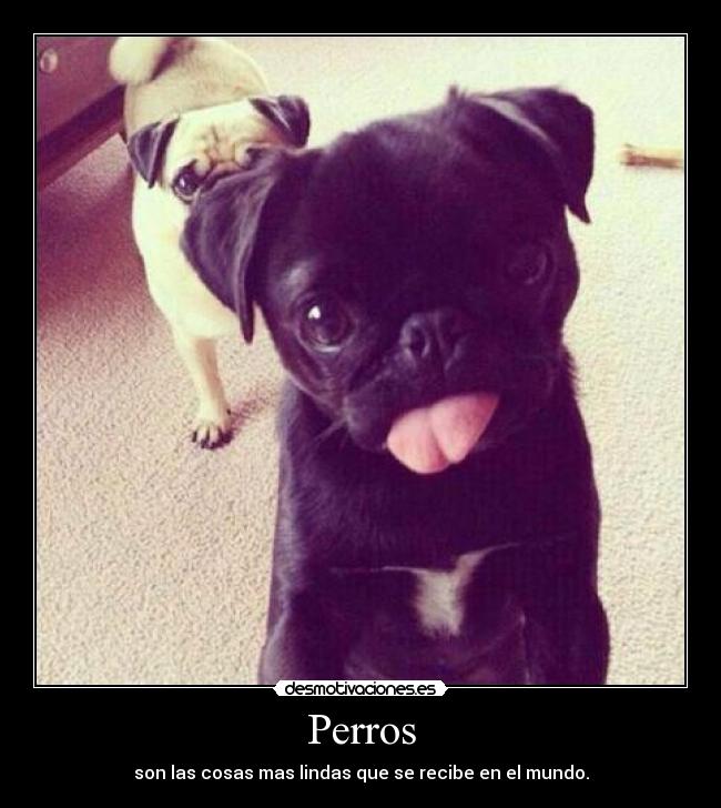 Perros -