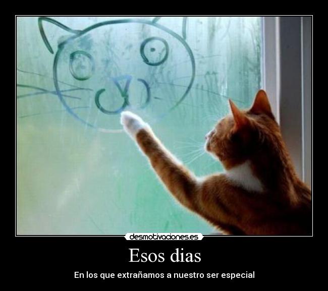 carteles extranar lluvia gatos desmotivaciones