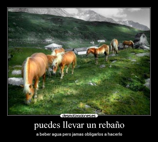 puedes llevar un rebaño - 