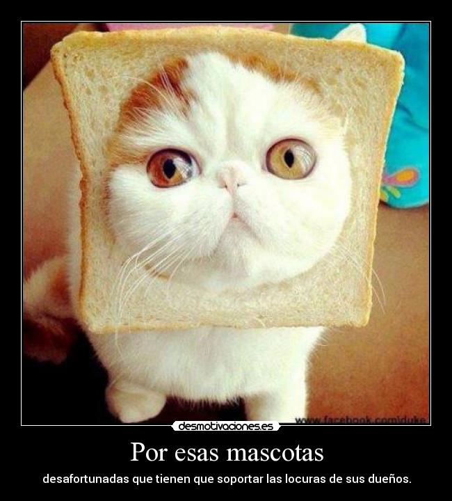 carteles siempre odiado cuando abusan sus animalitos desmotivaciones