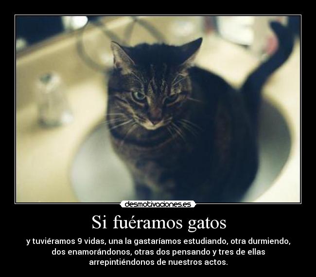 Si fuéramos gatos -