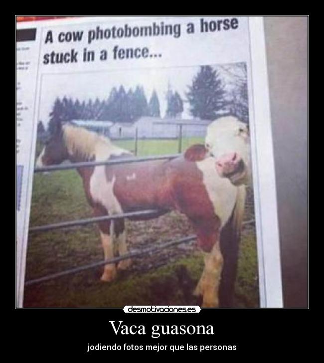 Vaca guasona - jodiendo fotos mejor que las personas