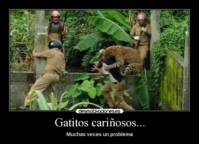 Gatitos cariñosos... - Muchas veces un problema