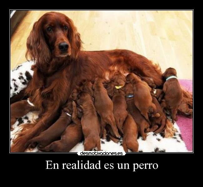 En realidad es un perro -
