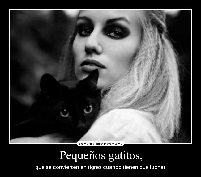 Pequeños gatitos, -