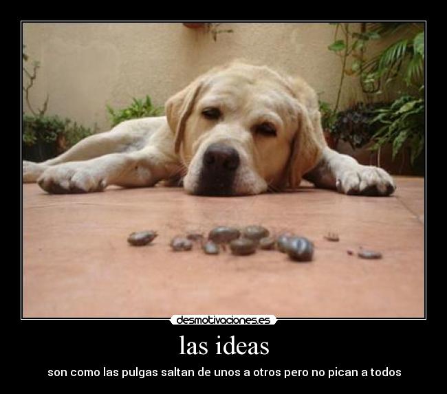 las ideas - son como las pulgas saltan de unos a otros pero no pican a todos