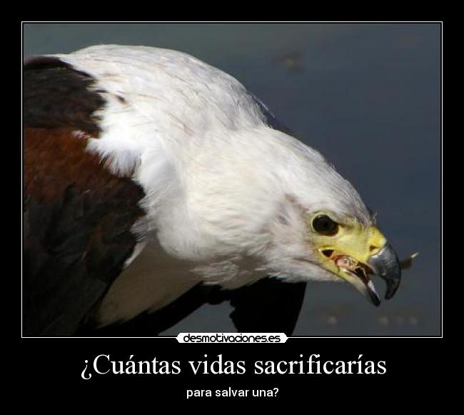 ¿Cuántas vidas sacrificarías - 