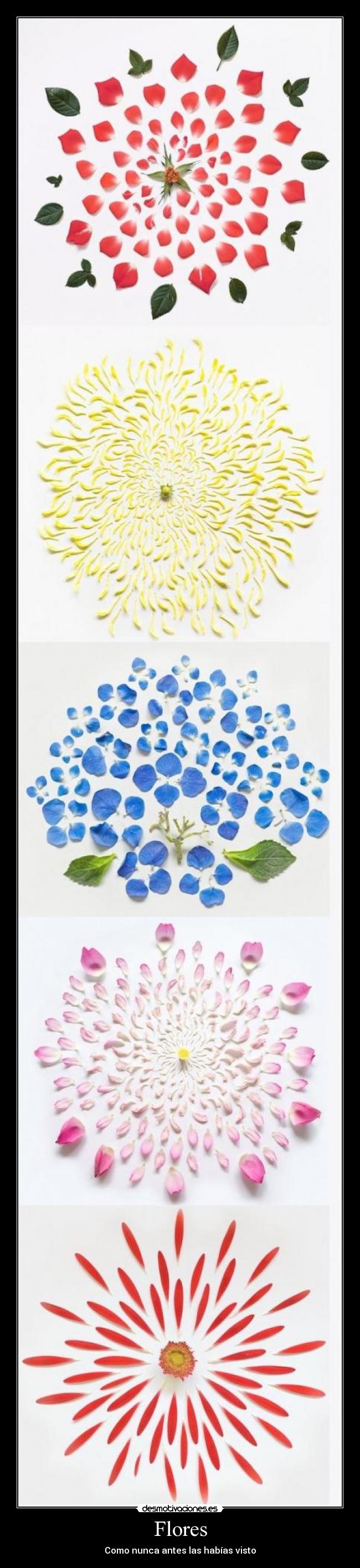 Flores - Como nunca antes las habías visto