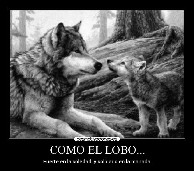 COMO EL LOBO... - 