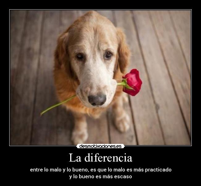 carteles diferencia desmotivaciones