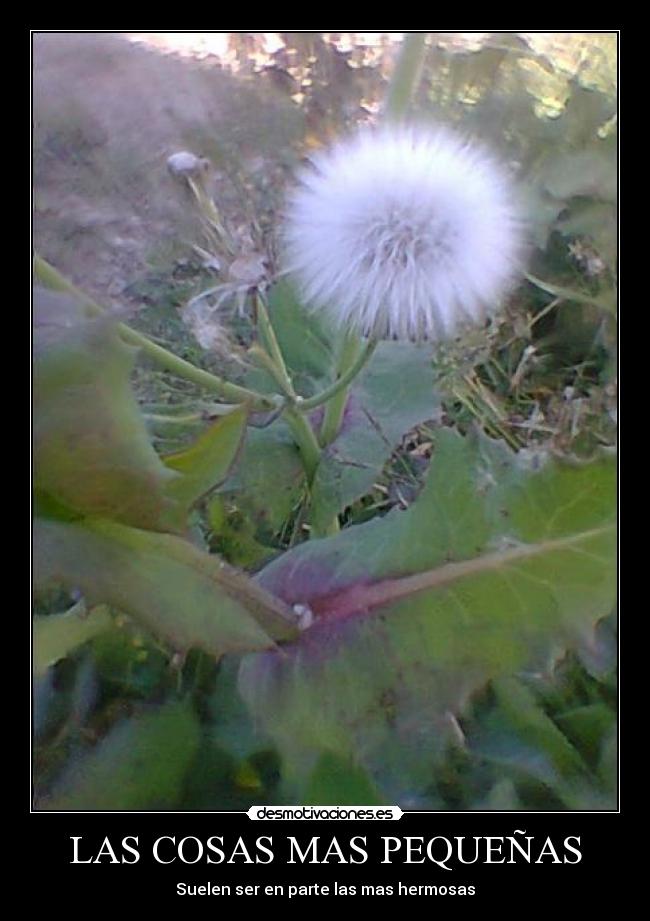 LAS COSAS MAS PEQUEÑAS -