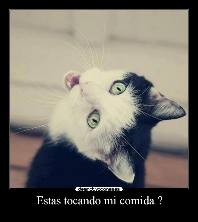 carteles comida caaats desmotivaciones