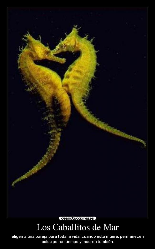 carteles amor caballitos mar fidelidad fiel desmotivaciones