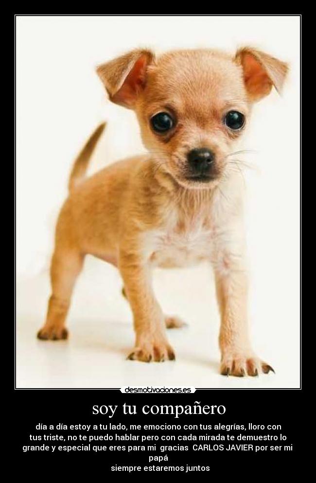 soy tu compañero - 