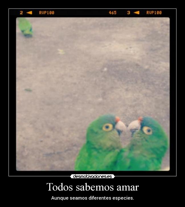 carteles pericos amor beso especies diferentes love animales different kiss desmotivaciones