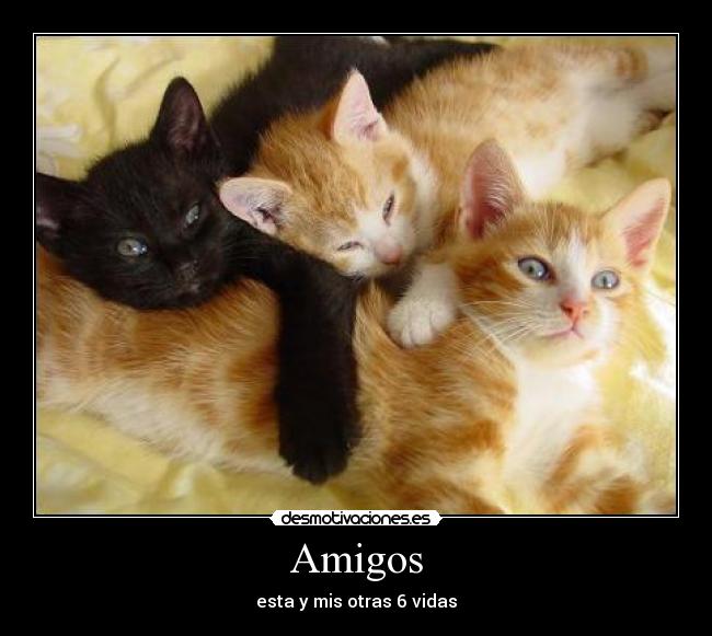 Amigos -