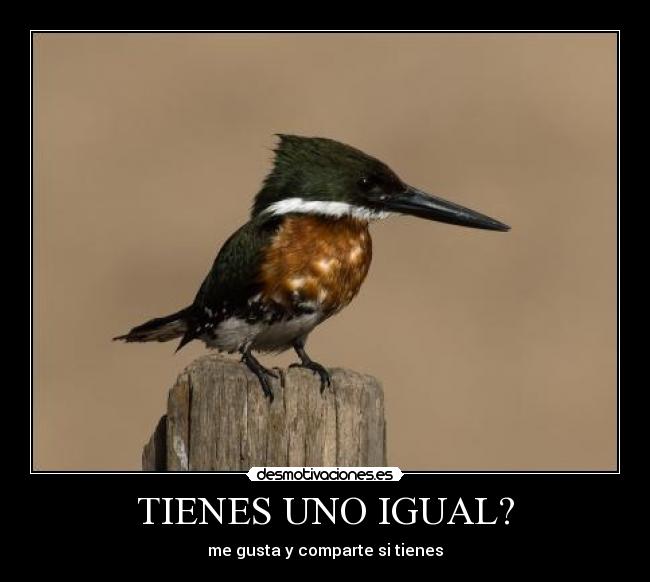 TIENES UNO IGUAL? - me gusta y comparte si tienes