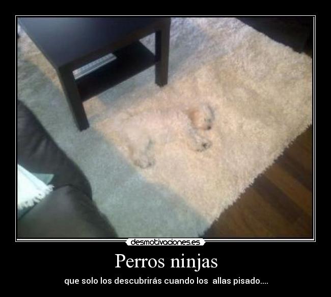 Perros ninjas -