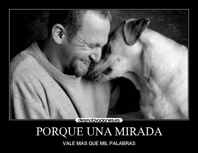 carteles miradas palabras perros mejor amigo desmotivaciones