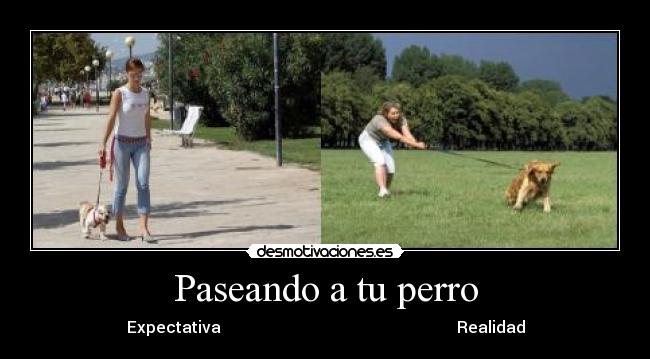 carteles paseando perro desmotivaciones