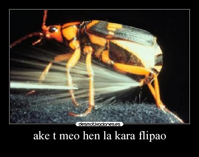 ake t meo hen la kara flipao -