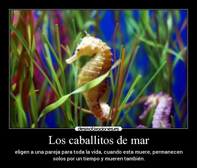 Los caballitos de mar - eligen a una pareja para toda la vida, cuando esta muere, permanecen
solos por un tiempo y mueren también.