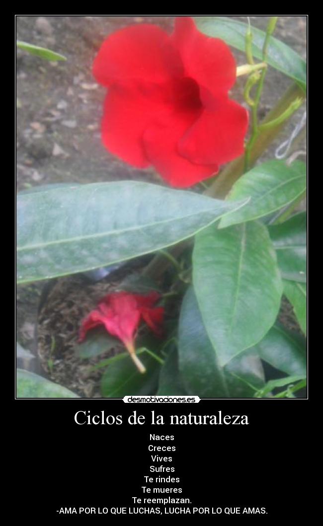 Ciclos de la naturaleza - Naces
Creces
Vives
Sufres
Te rindes
Te mueres
Te reemplazan.
-AMA POR LO QUE LUCHAS, LUCHA POR LO QUE AMAS.