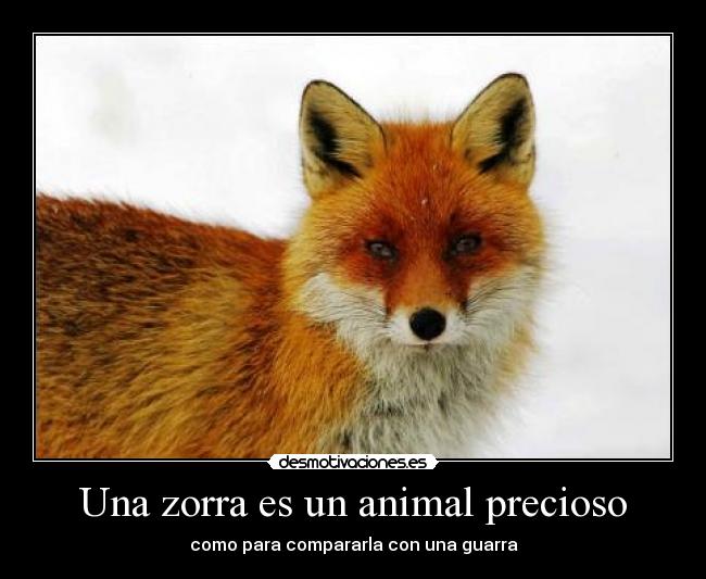 Una zorra es un animal precioso - 