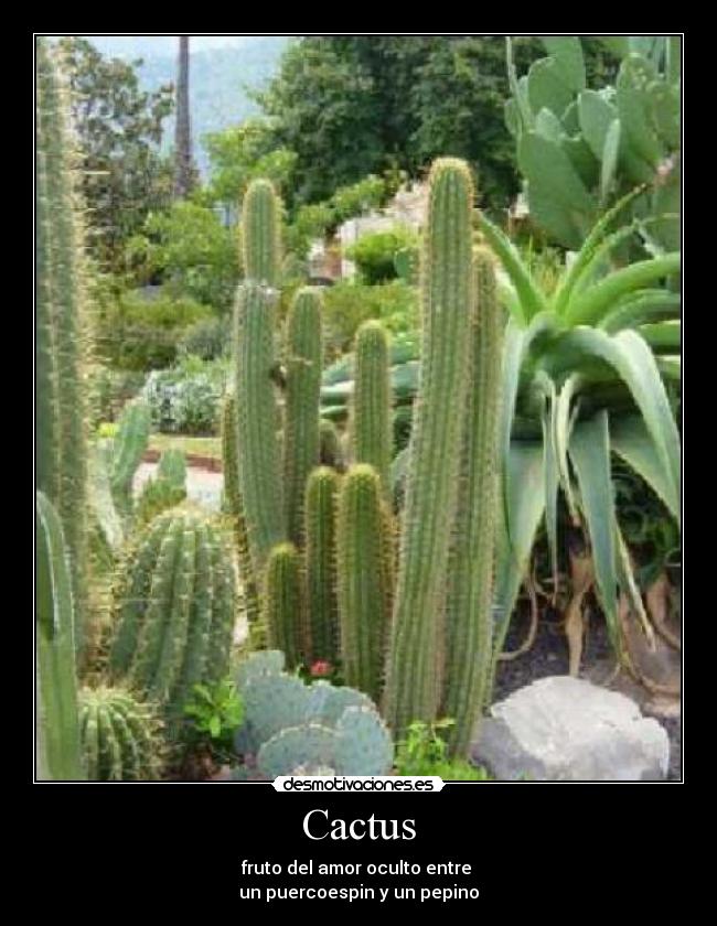 Cactus - fruto del amor oculto entre
un puercoespin y un pepino