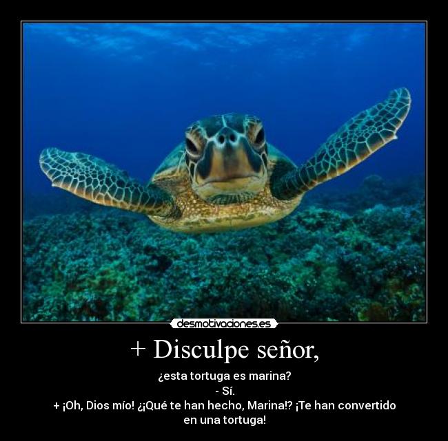 carteles tortuga marina disculpe senor desmotivaciones