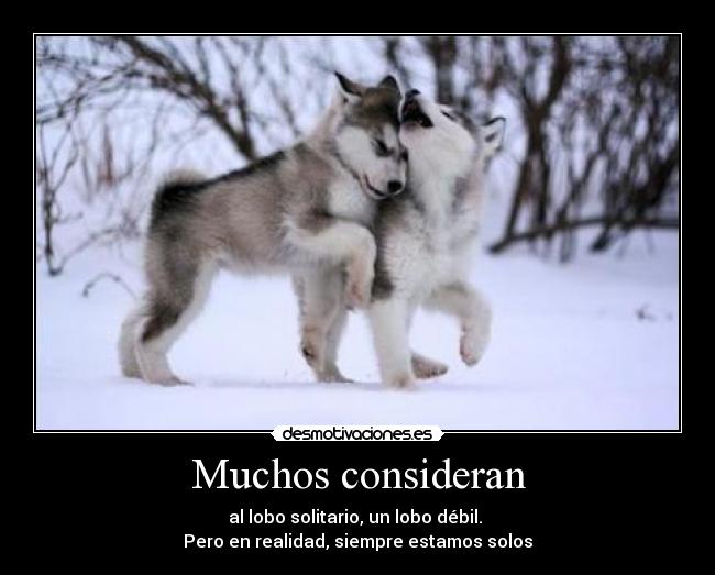 Muchos consideran - al lobo solitario, un lobo débil. 
Pero en realidad, siempre estamos solos
