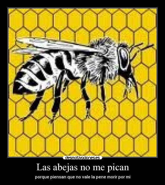 Las abejas no me pican - porque piensan que no vale la pene morir por mi