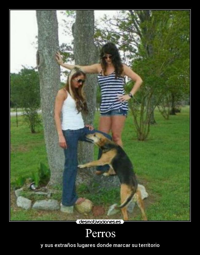 Perros - y sus extraños lugares donde marcar su territorio