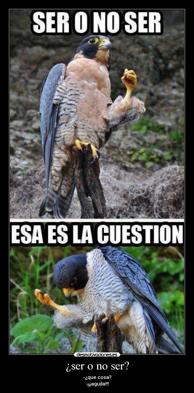 ¿ser o no ser? - -¿que cosa?
-¡¡¡aguila!!!