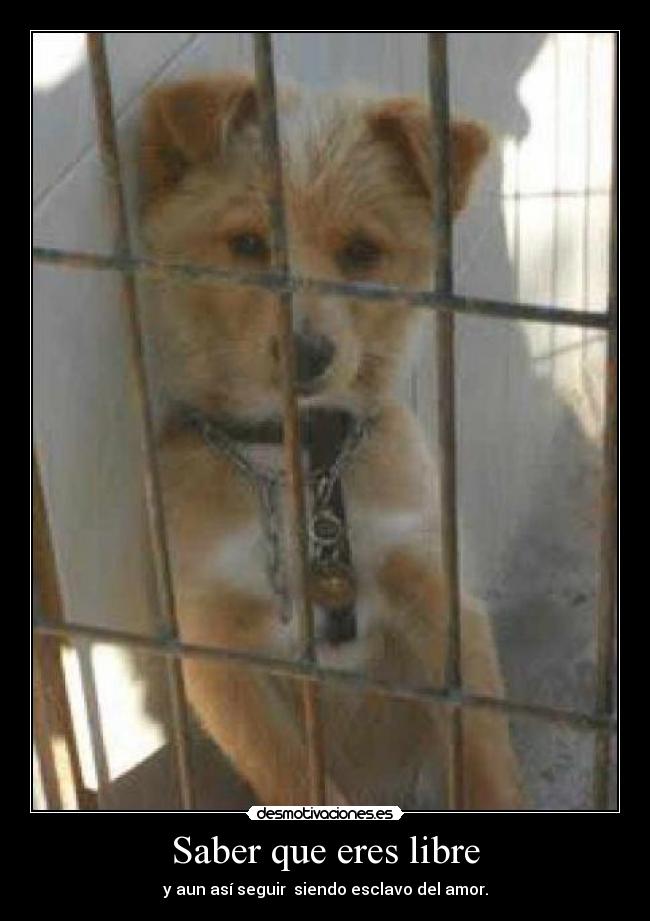 Saber que eres libre - y aun así seguir siendo esclavo del amor.