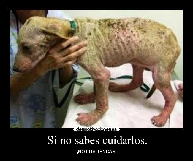 Si no sabes cuidarlos. - 