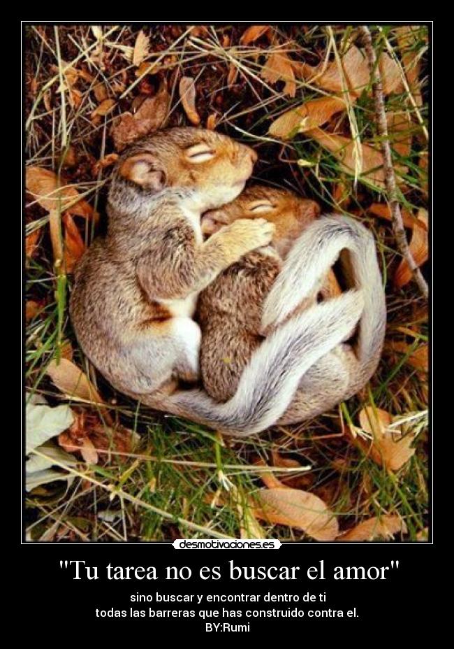Tu tarea no es buscar el amor -