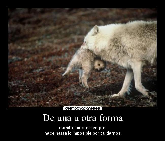 carteles vida animal desmotivaciones