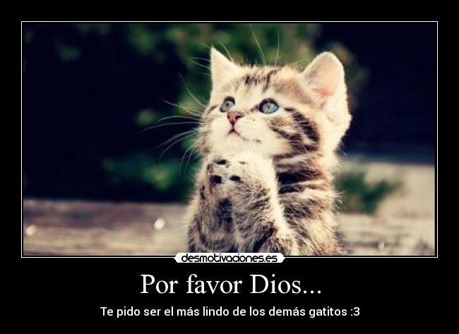 Por favor Dios... - Te pido ser el más lindo de los demás gatitos :3