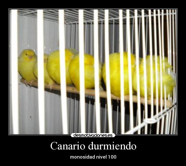 Canario durmiendo - monosidad nivel 100