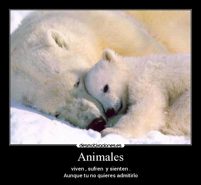 Animales - 