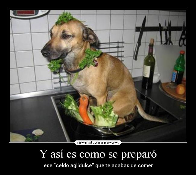 carteles eften perrosmolanmasquegatos desmotivaciones