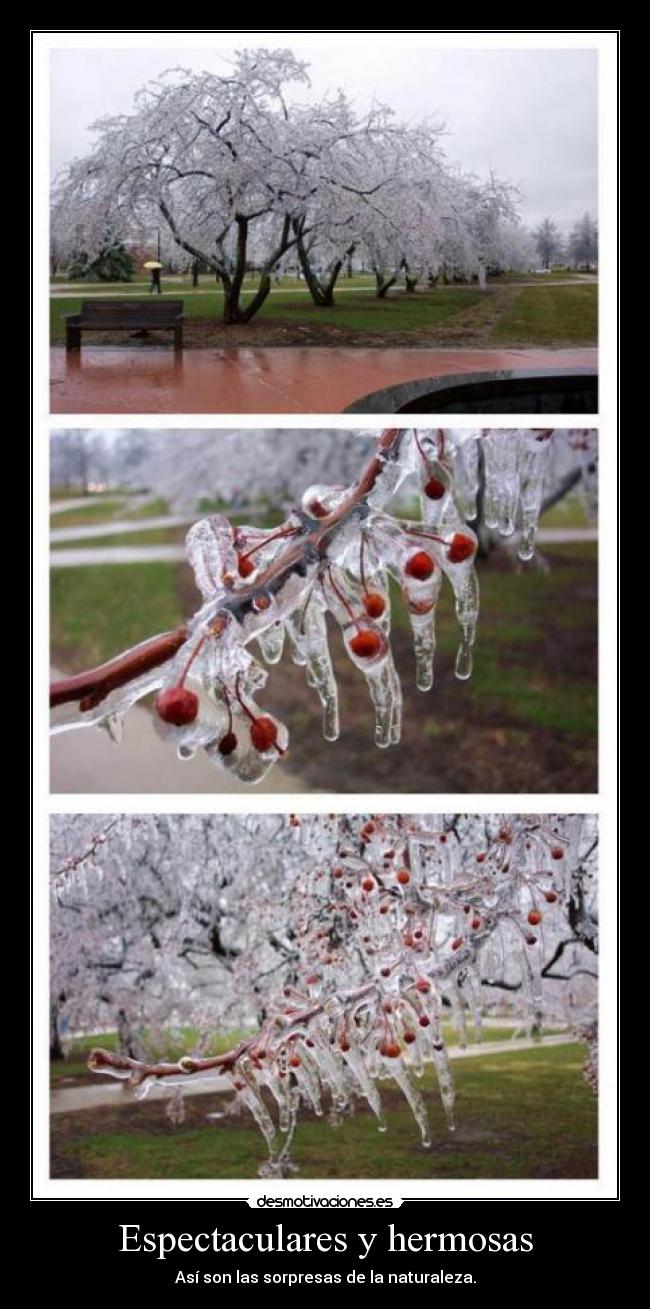 Espectaculares y hermosas - 