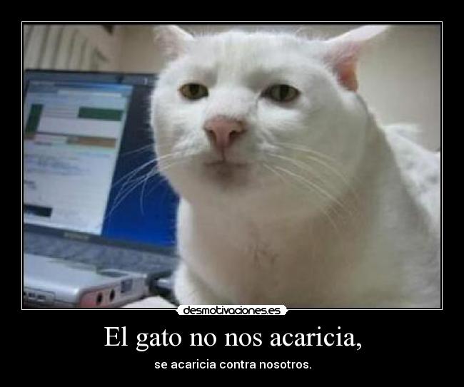 El gato no nos acaricia, - se acaricia contra nosotros.