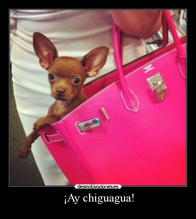 ¡Ay chiguagua! -