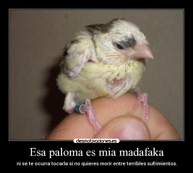 Esa paloma es mia madafaka - ni se te ocurra tocarla si no quieres morir entre terribles sufrimientos.