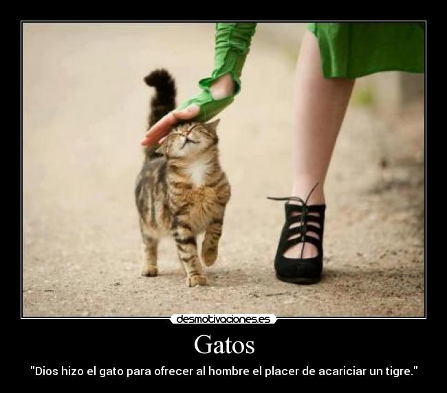 Gatos - Dios hizo el gato para ofrecer al hombre el placer de acariciar un tigre.